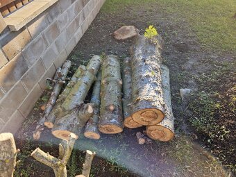 Smrk stříbrný, dřevo na topení. - 2