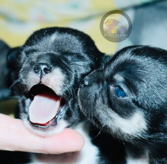 Čivava s PP k rezervaci - 2