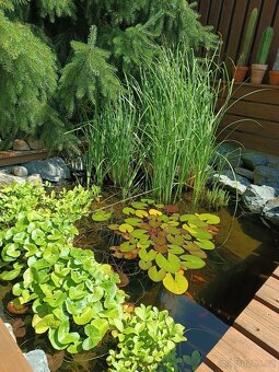 Tráva do jezírka - 2