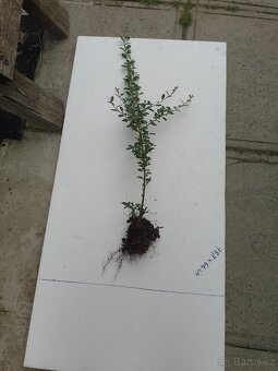 Sazenice rostlin - 2