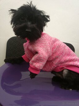 jorksirsky terier - 2