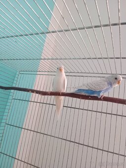 Andulky - 2
