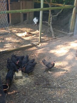 Marans kohouti - 2