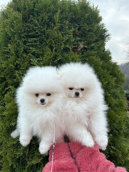 Pomeranian PP,Chovatelská stanica Nucháčik poms - 2