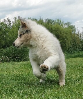 Border kolie , Collie , kolia - 2