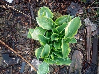 Bohyška ( hosta) - 2