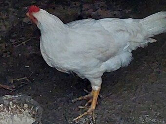 Vlaška exchequer, leghorn a bregovská dzinka - 2