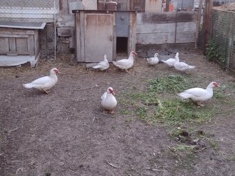 Prodám čínské kachny - 2