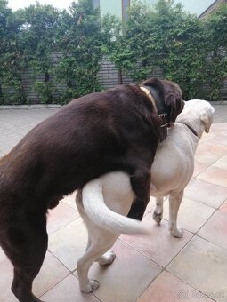 Labradorský retriever - štěňátka - 2