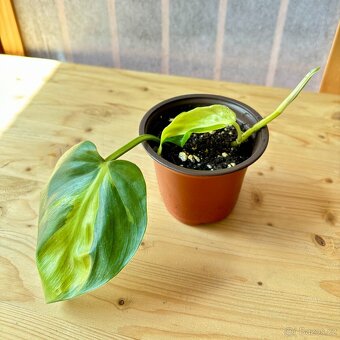 Philodendron scandens Brasil - 2