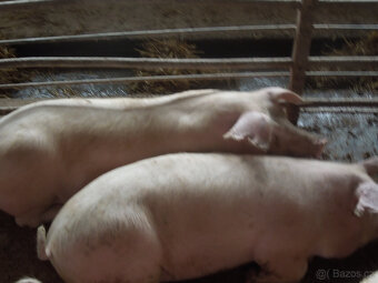 prodám domácí vykrmené prase 150 kg - 2