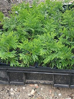 Thuje - sazenice - 2