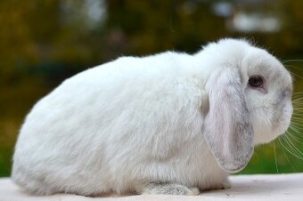 Pěkný sameček minilop Princ - 2