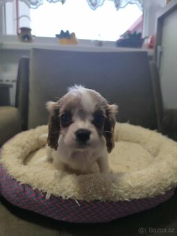 Kavalir,cavalir king charles spaniel - 2