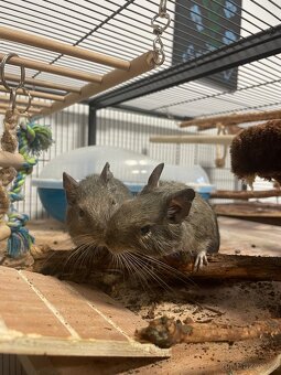 Osmák degu - 2