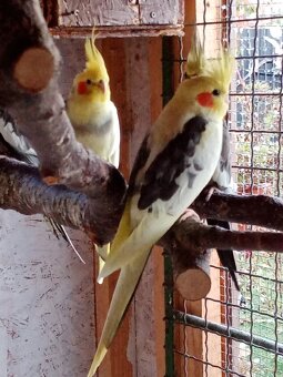 Korela chocholatá - 2