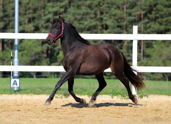 Z jara 3 letý valach Barock pinto - Frís - 2