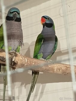 Alexandr Čínský 2.2 - 2