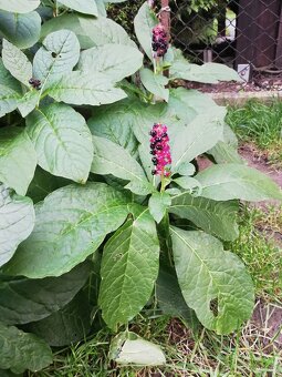 Semena  rostliny Líčidla - 2