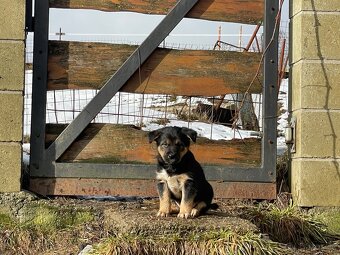 Štěně Border kolie/Malinsky ovčák odběr od 27.2 - 2