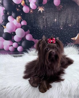 Chocolate yorkshire teriér ke krytí - 2