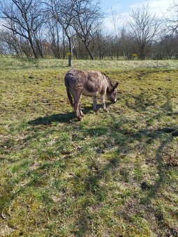 Osel,Oslice a Oslátko - 2