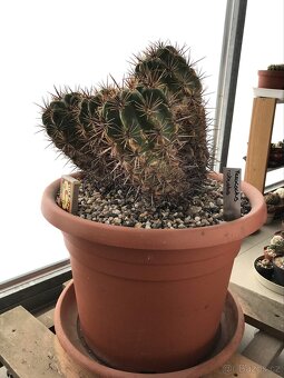 Ferocactus Robustus - 2