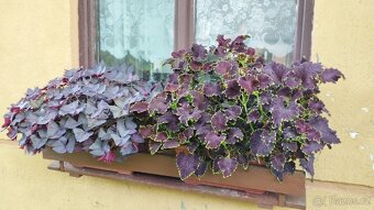 Oxalis triangularis, šťavel purpurový - 2