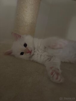 Ragdoll koťátka - 2