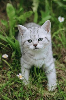 Britská koťata- whiskas - 2