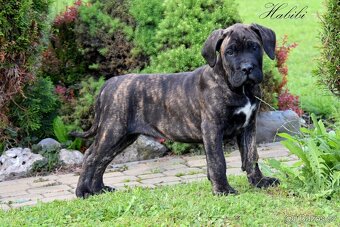 Cane Corso štěňata s FCI PP - [11.6. 2025] - 2
