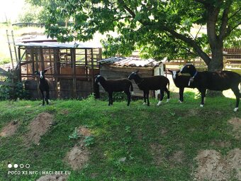 Na prodej: 2 beránky plemene Zwartbles - 2