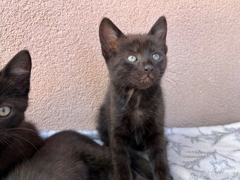 Darujeme koťátka - Tři bratři 🐈 (i jednotlivě) - 2