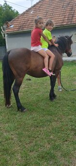 Sportovy pony valach - 2
