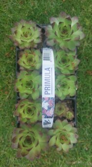 Prodám velké netřesky.10,-kus - 2