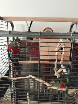 Pyrrhura rudobřichá - 2