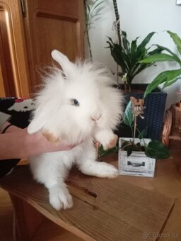 Zakrslý králíček beránek - 2