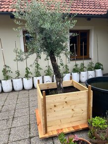 Květináč na olivu - 2