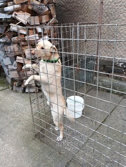 pes labrador - 2