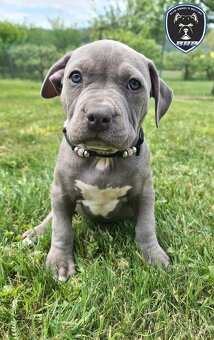 Fenka American Bully XL s pp - 2