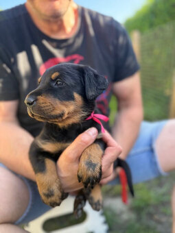 Beauceron štěňátka s PP ze zahraničního spojení - 2