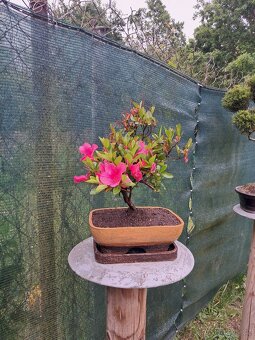 Bonsai,bonsaj Japonska Azalka - 2