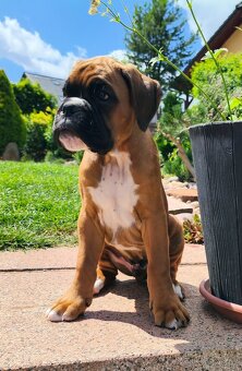 Německý boxer - 2