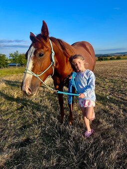 Roční valášek AQH s PP,čistý 6panel - 2