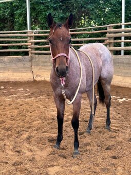 Roční klisna QH barvy Bay Roan - 2