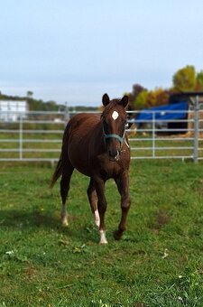 1,5 ročný AQH žrebec, skvelá stará línia - 2