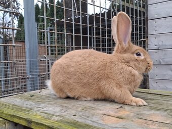 Burgundský králík - 2