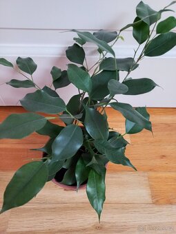 Ficus benjamina - 2