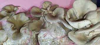 Sadba - Hlíva ústřičná, plicní, modrá, růžová, královská - 2