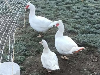 Chovný pár kačen - 2